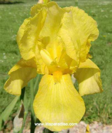 'Pluie d'Or'